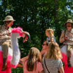 Spectacles "Flamingo Road" et "Les Cigognes"
